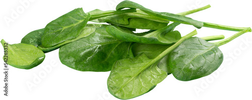 Young Spinach Leaves Isolated