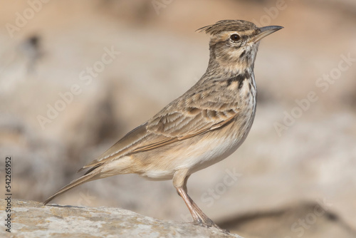 Crested lark - Galerida cristata with light brown background. Photo from Agia Napa in Cyprus.