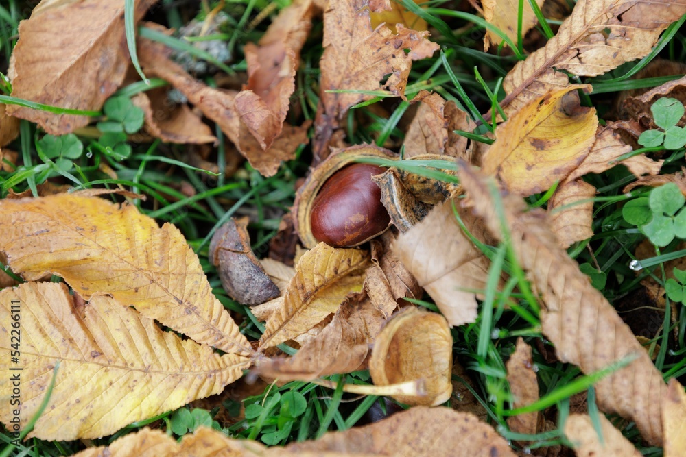 chestnut in the shell. is lying on the ground among autumn leaves chestnut in the shell. is lying on the ground among autumn leaves