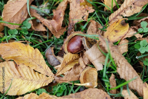 chestnut in the shell. is lying on the ground among autumn leaves