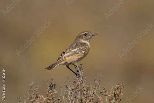 Common stonechat - Saxicola torquatus perched with light brown background. Photo from Larnaca in Cyprus.