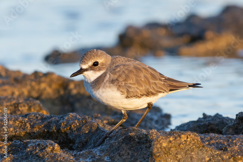 Greater sand plover - Charadrius leschenaultii with dark stone and blue water background . Photo from Paphos in Cyprus. photo