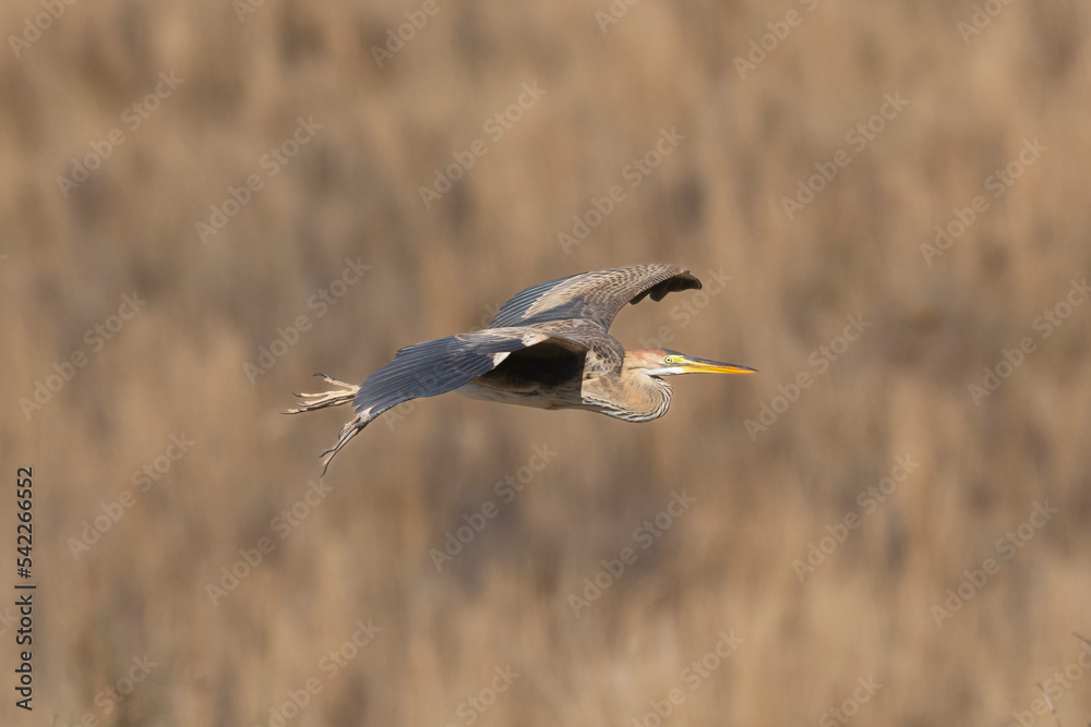 Fototapeta premium Purple heron - Ardea purpurea, in flight with light brown background. Photo from around Paphos in Cyprus.