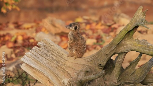 Meerkat - Suricata suricatta - sits on an old trunk and watches over the surroundings. Beautiful light at sunset.