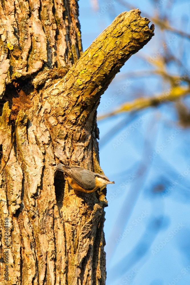 Vertical of a camouflaged Eurasian nuthatch bird, Sitta europaea on a tree Vertical of a camouflaged Eurasian nuthatch bird, Sitta europaea on a tree