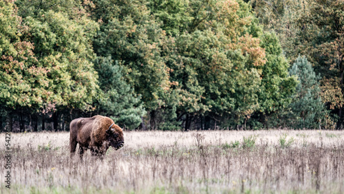 European Bison. Impressive giant wild Europan bison grazing in the autumn forest 