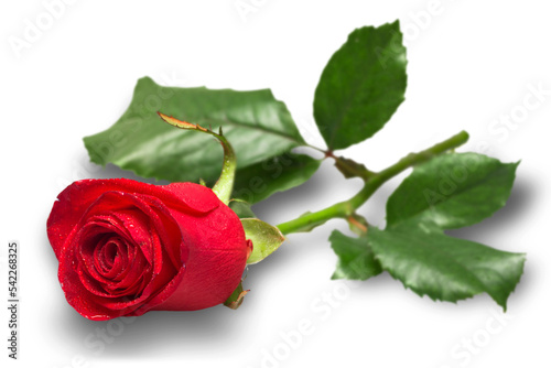 Fototapeta Naklejka Na Ścianę i Meble -  Red rose