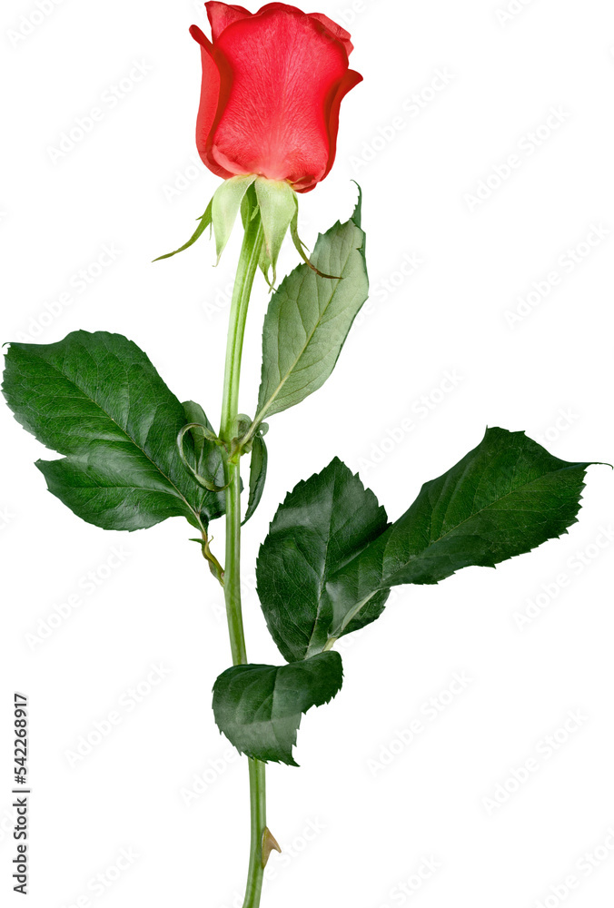 Fototapeta premium Red rose isolated on white background.