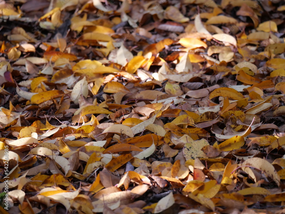 fall impression: contemplating autumn leaves wallpaper fall impression: contemplating autumn leaves wallpaper