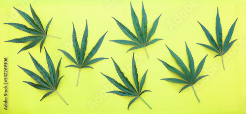 A panoramic pattern of cannabis leaves on a yellow  background.