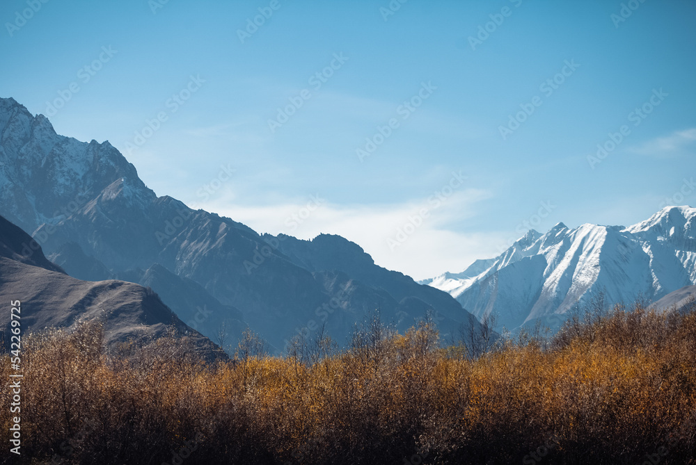 snowy mountains and autumn yellow bushes snowy mountains and autumn yellow bushes