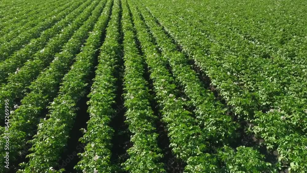 green potato field aerial view. organic farming, agriculture, planting season. beautiful summer landscape of a potato field green potato field aerial view. organic farming, agriculture, planting season. beautiful summer landscape of a potato field