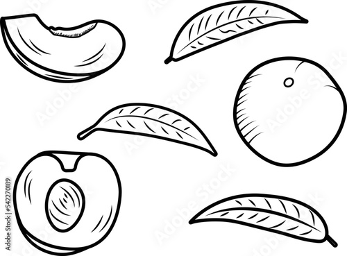 Doodle vector illustration of sliced and halved peaches and leaves on white background