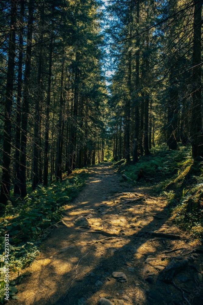 Obraz premium Vertical shot of a path in a forest in Ukraine, Ivano-Frankivsk region on a sunny day