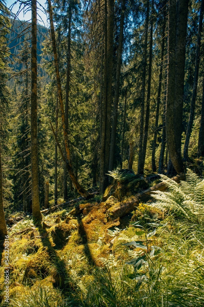 Obraz premium Vertical shot of a tranquil forest in Ukraine, Ivano-Frankivsk region on a sunny day