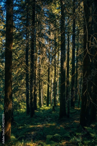 Vertical shot of a tranquil forest in Ukraine, Ivano-Frankivsk region on a sunny day