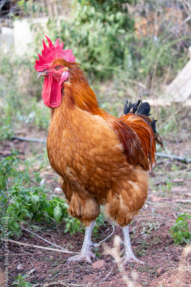 rooster and chickens rooster and chickens