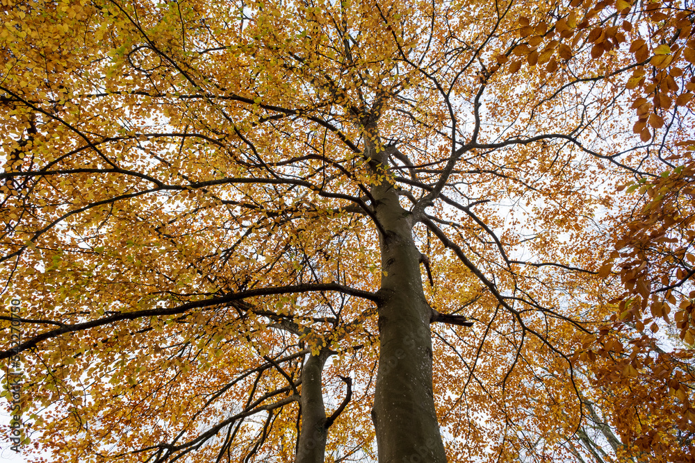 Closeup image of a tree with coolorful leaves Closeup image of a tree with coolorful leaves