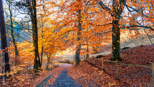 Road through Colorful trees during autum near Kungalv,Gothenburg , Sweden