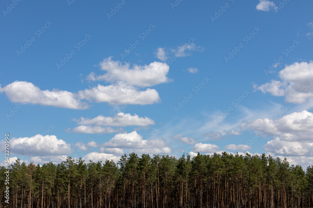 Forest and clouds in the blue sky.