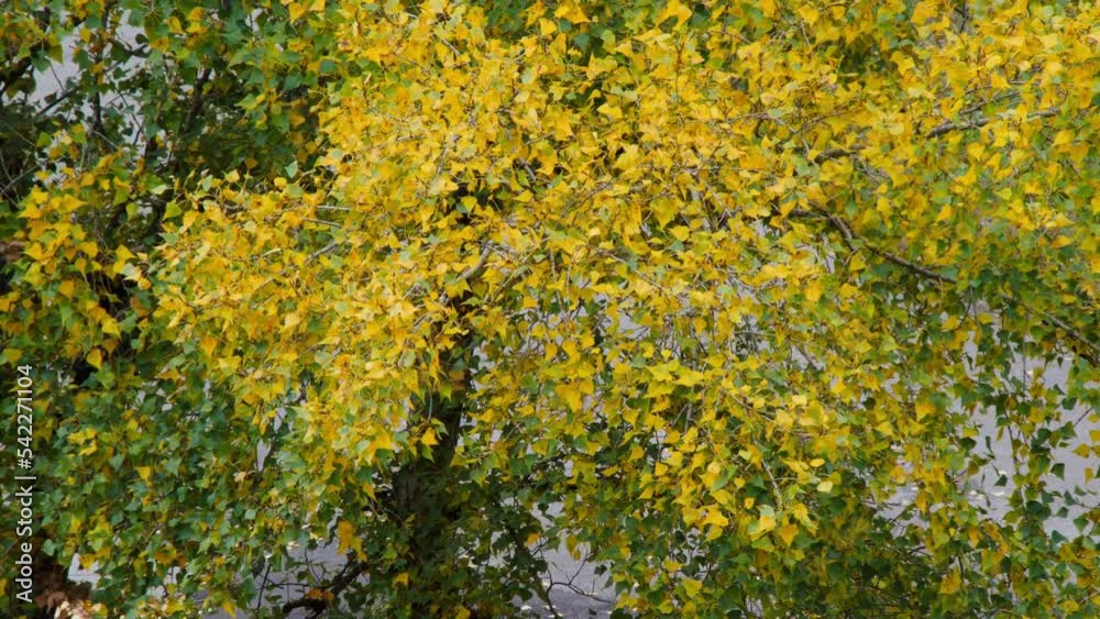 Autumn leaves sway in the wind. Autumn yellow and green leaves on the branches of a tree tremble in the wind. Beautiful background for cinema. Beauty autumn nature. Natural wallpaper. Close-up Autumn leaves sway in the wind. Autumn yellow and green leaves on the branches of a tree tremble in the wind. Beautiful background for cinema. Beauty autumn nature. Natural wallpaper. Close-up