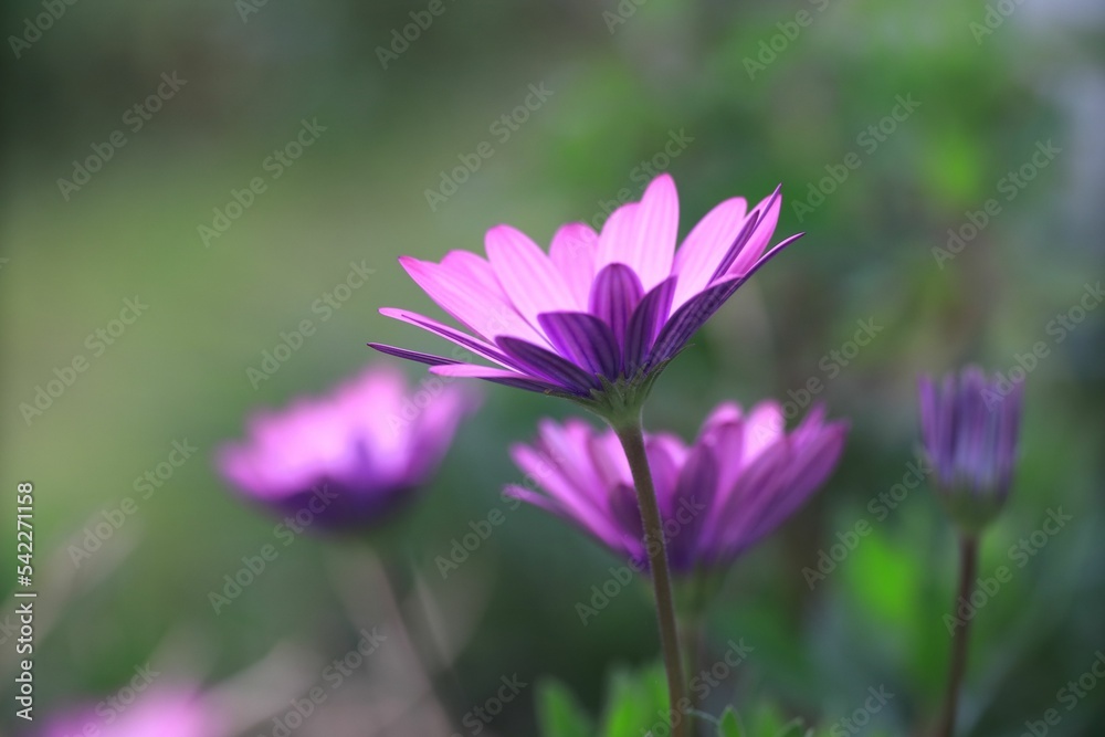 Selective focus shot of purple African daisies in the garden Selective focus shot of purple African daisies in the garden