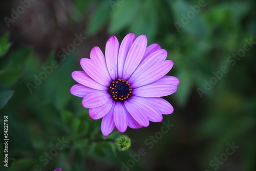 Selective focus shot of purple African daisy in the garden