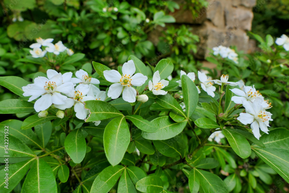 Choisya Ternata, an aromatic evergreen shrub also known as Mexican Orange Blossom because of its strong orange blossom fragrance
Choisya Ternata, an aromatic evergreen shrub also known as Mexican Orange Blossom because of its strong orange blossom fragrance