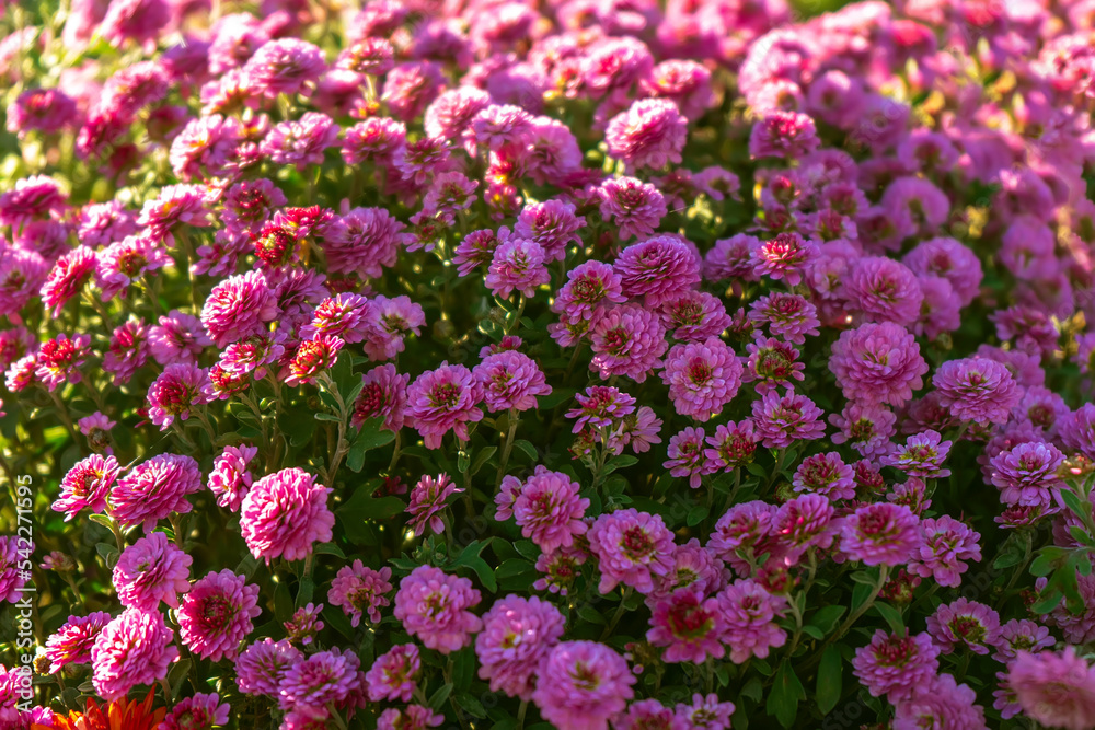 Fresh bright blooming purple chrysanthemums bushes in autumn garden outside in sunny day. Flower background for greeting card, wallpaper, banner, header. Fresh bright blooming purple chrysanthemums bushes in autumn garden outside in sunny day. Flower background for greeting card, wallpaper, banner, header.