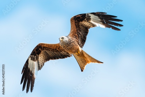 Fotografia Amazing shot of a Red Kite (subfamily of hawks) soaring in the sky with wings op