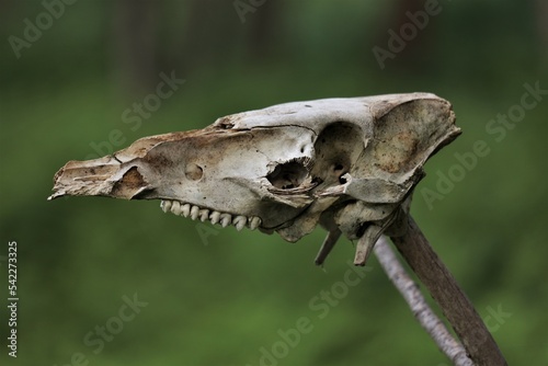 Animal skull found in the woods.