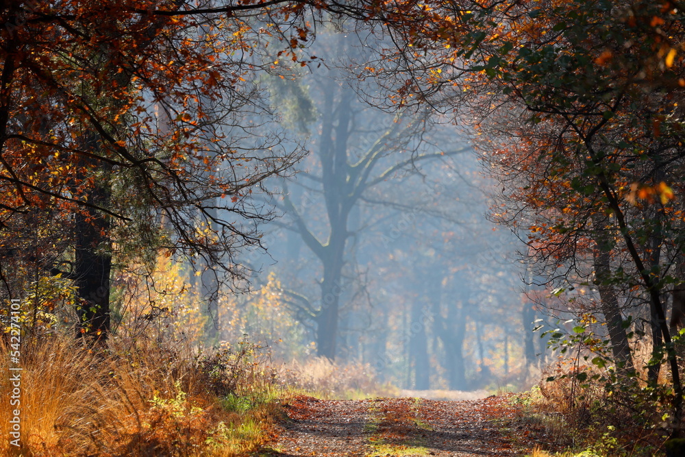 Fototapeta premium Forest path in the morning sun. Trees around in autumn colors.