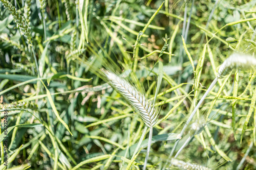 Nahaufnahme von Getreide auf einer Wiese