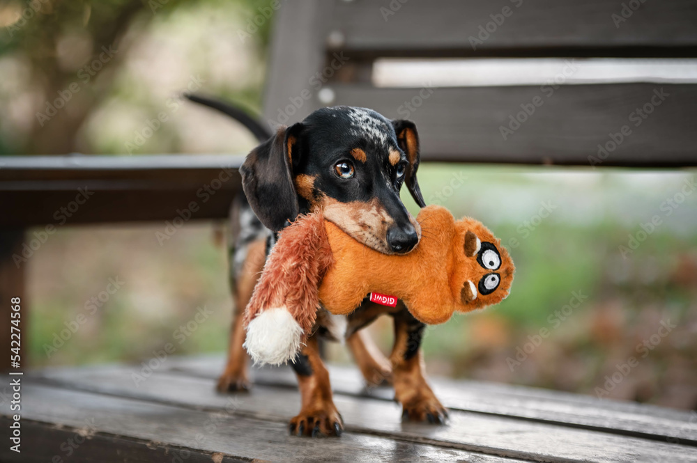 dachshund with toy