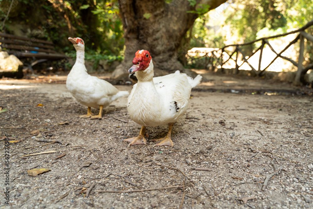 Muscovy ducks on a forest path against the background of trees in a beautiful park in early autumn Muscovy ducks on a forest path against the background of trees in a beautiful park in early autumn
