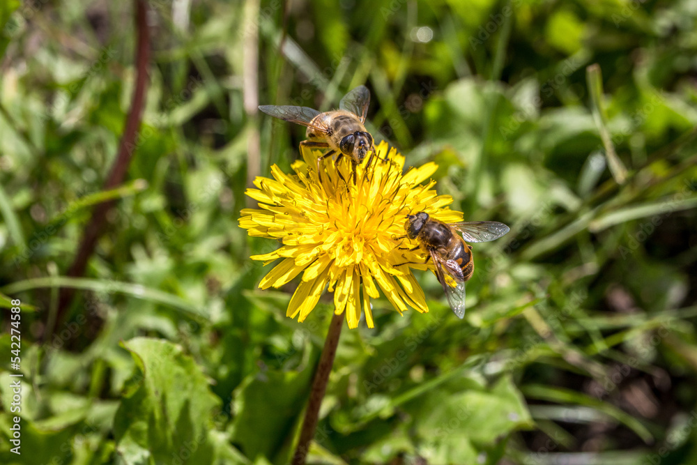 zwei Bienen auf einem Löwenzahn zwei Bienen auf einem Löwenzahn
