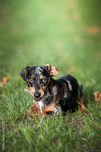 dachshund on the grass