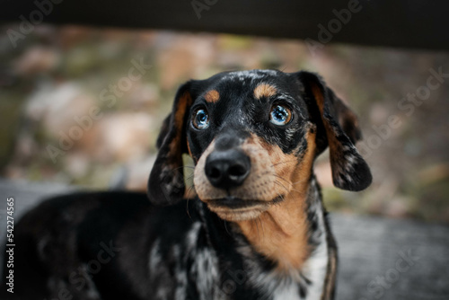 portrait of a dachshund © Кристина Чижмар