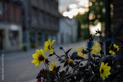 Closeup shot of the yellow flowers in the small town Rakkestad in Norway photo