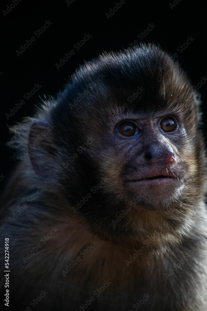 Vertical shot of a beautiful monkey on the black background Vertical shot of a beautiful monkey on the black background