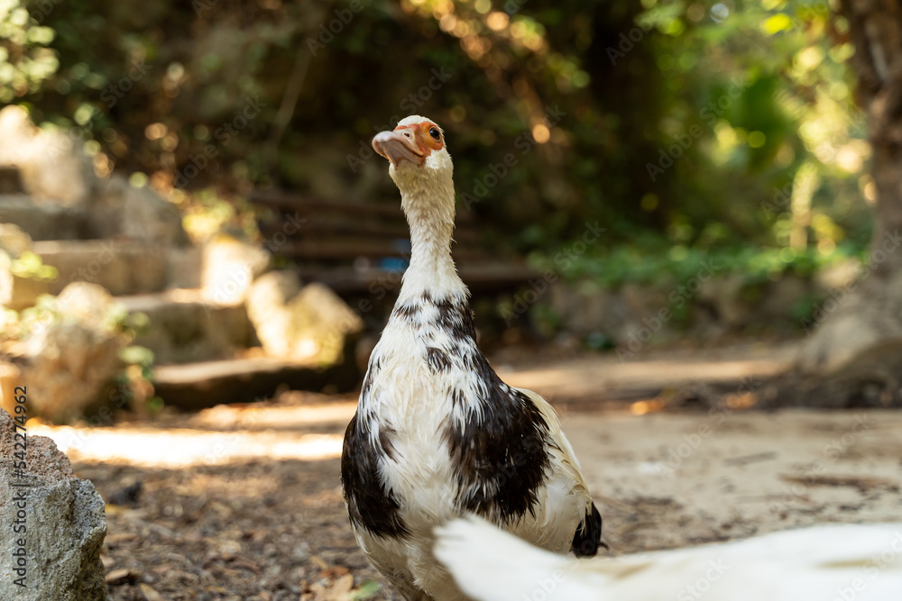 Muscovy ducks on a forest path against the background of trees in a beautiful park in early autumn Muscovy ducks on a forest path against the background of trees in a beautiful park in early autumn