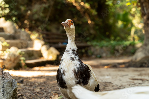 Muscovy ducks on a forest path against the background of trees in a beautiful park in early autumn