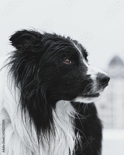 Foto Vertical closeup shot of a drippy black and white dog