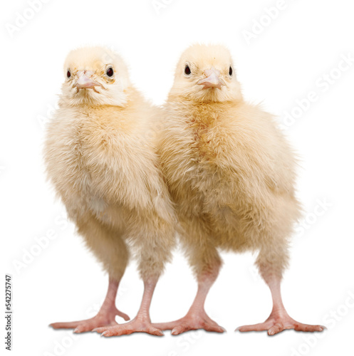 Valokuva Chicks - Baby Chicken