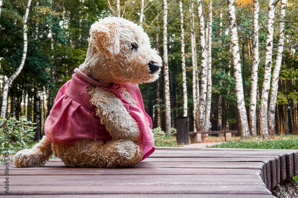 A toy plush dog in a pink dress sits on a rustic bench in a forest of birches and pines. A toy in the woods. Selective selective focus