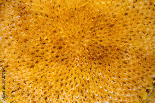 Empty sunflower without seeds close-up  the texture of sunflower cells. Soft selective selective focus