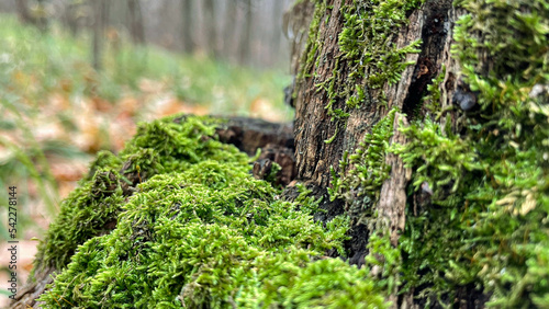 green moss on a stump in the forest