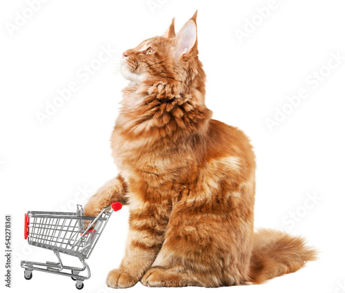Foto Ginger Cat with a Miniature Shopping Cart