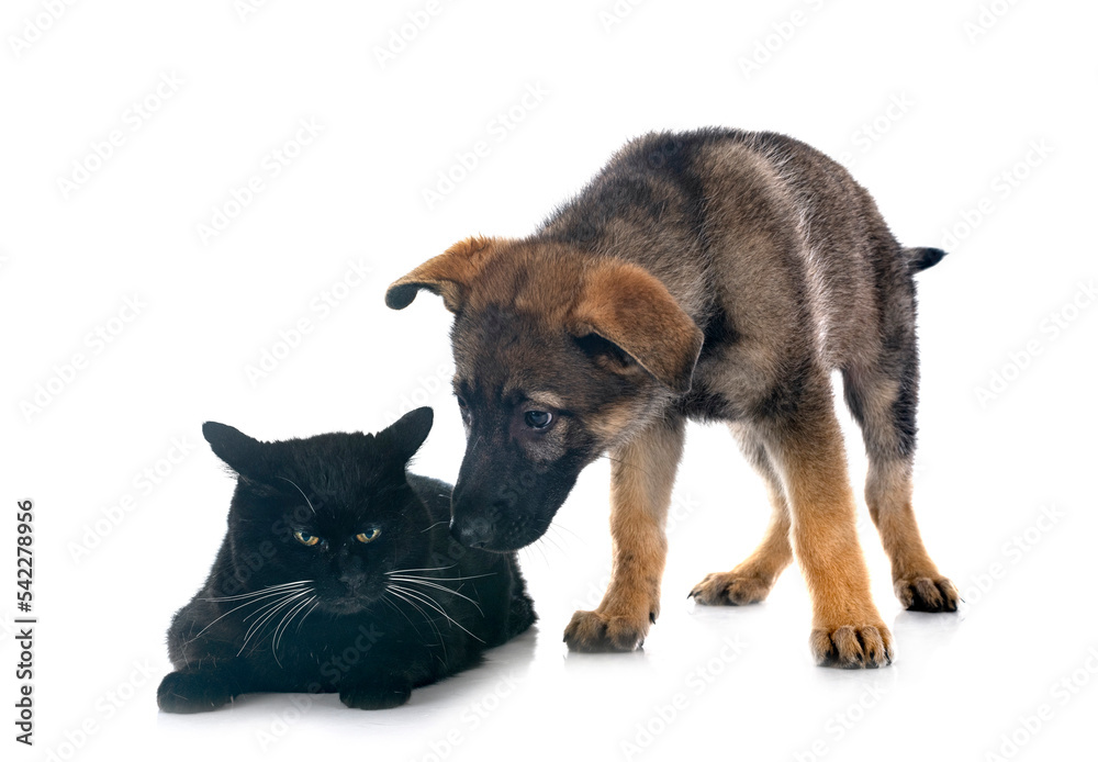 puppy german shepherd and cat