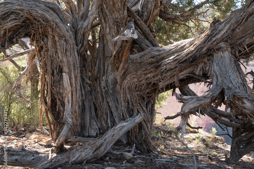 roots of tree